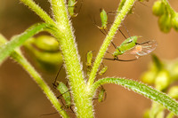 Aphids 20120826-4116