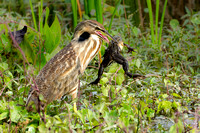 American Bittern 20200206-04312