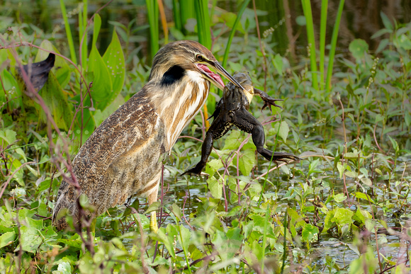 American Bittern 20200206-04312
