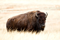 Bison 20111029-3679