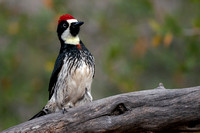 Acorn Woodpecker 20220403-300405