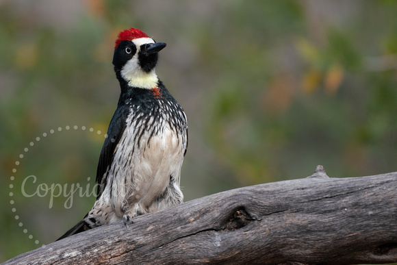 Acorn Woodpecker 20220403-300405