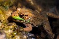 Green Frog 20120901-4313