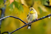 American Goldfinch 20221014-300843