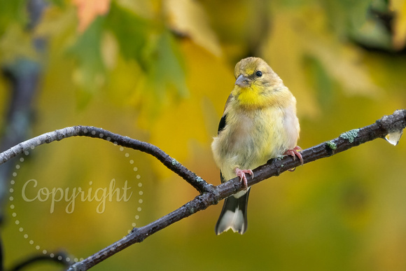American Goldfinch 20221014-300843