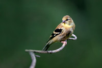 American Goldfinch 20210915-302835