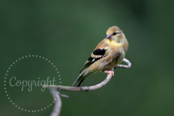 American Goldfinch 20210915-302835