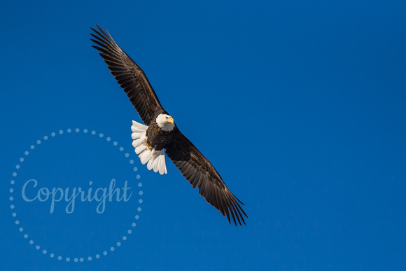 Bald Eagle 20080122-7920