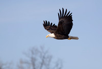 Bald Eagle 20080122-7880
