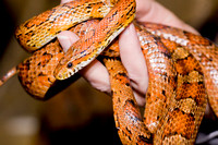 Cornsnake 20081123-8743