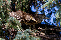 Black-crowned Night Heron 20150705-7218