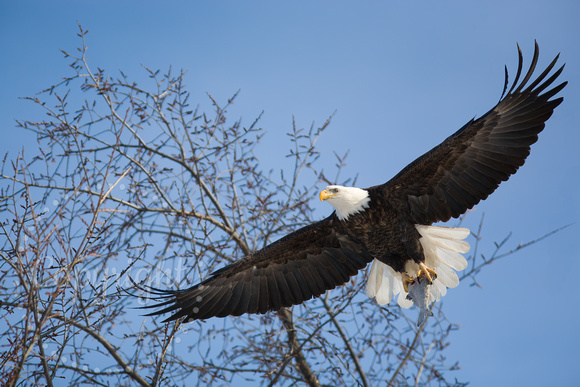 Bald Eagle 20080130-8285