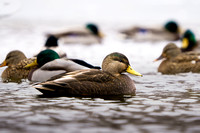 Black Duck 20231205-20231205-30075