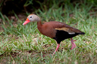 Black-bellied Whistling Duck 20130429-6669