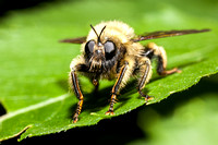 Bee-like Robber Fly 20130703-9890