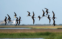 Black Skimmer 20230419-36309