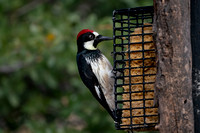 Acorn Woodpecker 20220403-300416-Edit
