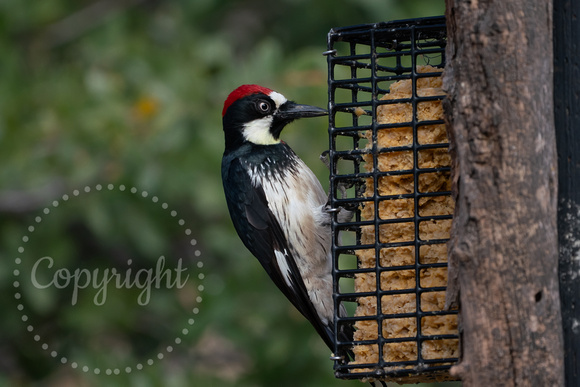 Acorn Woodpecker 20220403-300416-Edit