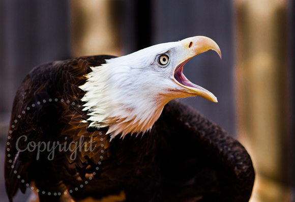 Bald Eagle (captive) 20110410-4069