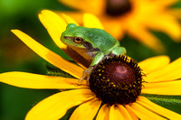 Gray Treefrog 20160726-7683