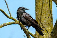 American Crow 20240430-37182