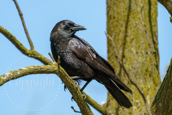 American Crow 20240430-37182