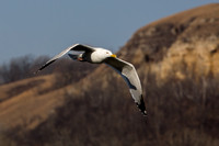 Herring Gull 20080319-0907