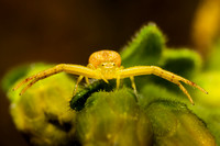 Crab Spider 20100815-6170