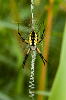 Agriope Spider 20070804-1930