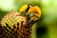 Bee (unknown) 20220809-8480