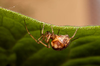 Common House Spider 20100802-5248
