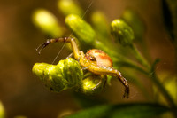 Crab Spider 20120826-4021