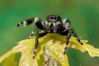 Agile Jumping Spider 20130617-9597
