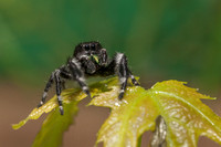 Agile Jumping Spider 20130617-9603