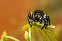 Agile Jumping Spider 20130617-9645