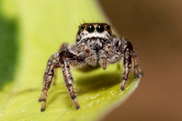 Agile Jumping Spider 20140611-0253