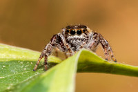 Agile Jumping Spider 20140611-0273