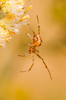 Common House Spider 20130129-2100
