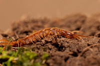 Centipede 20110510-5077
