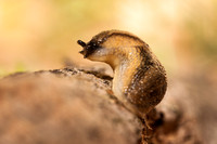 Garden Slug 20110510-5122