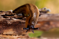 Garden Slug 20110510-5145
