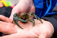 Crayfish 20080419-1474