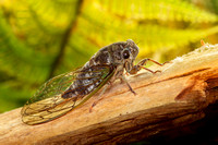 Annual cicada 20220714-8244