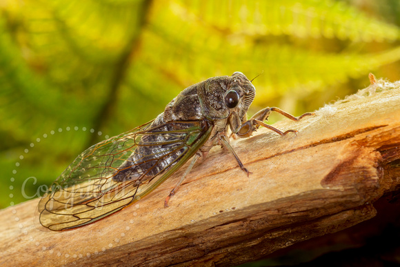 Annual cicada 20220714-8244