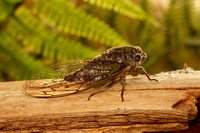 Annual Cicada 20220714-8249