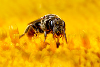 Bee (Unknown) 20220704-7976