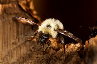 Bumblebee 20100617-0481