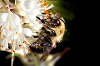 Bumblebee 20110817-9334