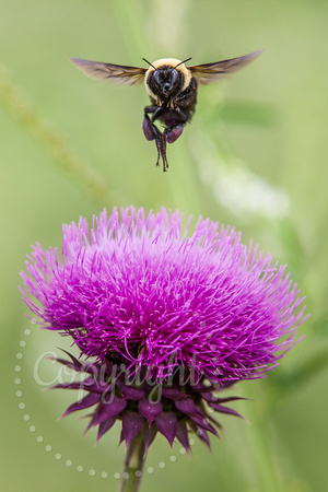 Bumblebee 20120626-0418