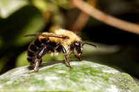 Bumblebee 20130815-2553